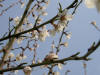 campagne